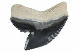 Fossil Tiger Shark (Galeocerdo) Tooth - Bone Valley, Florida #299493-1